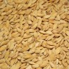 Riz Paddy 1 kg